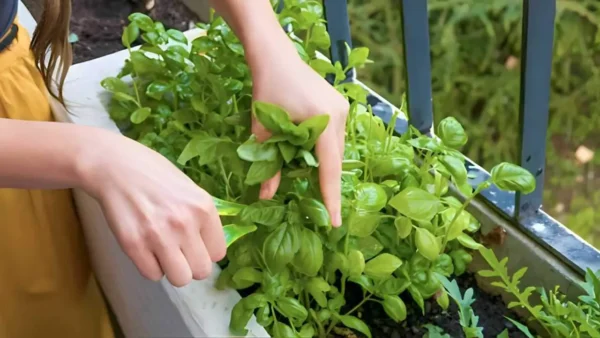 Albahaca, con el truco de la ramita lo multiplicas en 2 segundos casi sin coste