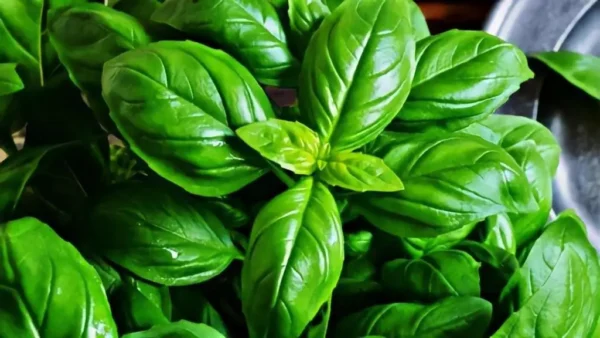 Albahaca, dónde plantarla para que sea fuerte, hermosa y frondosa: el lugar inesperado