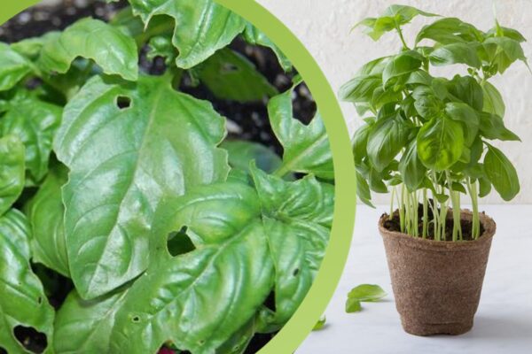Albahaca fresca durante 365 días: ¡El secreto que todos querrían saber!