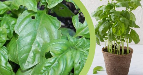 Albahaca fresca durante 365 días: ¡El secreto que todos querrían saber!