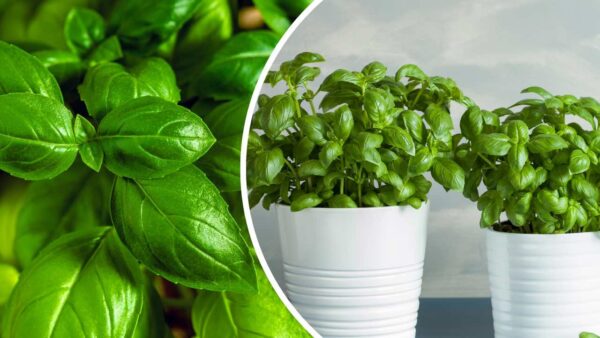 Albahaca fresca e infinita, con este truco ya no tendrás que comprarla