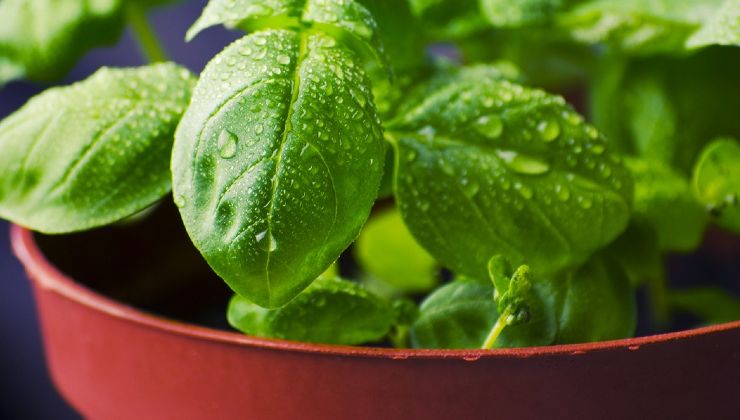 Basilico infinito gratis Albahaca infinita gratis