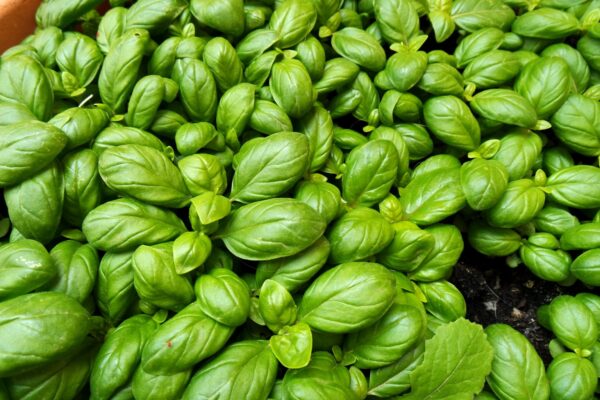 Albahaca, si la riegas así la haces pudrirse: descubre el truco utilizado por los jardineros