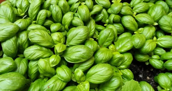 Albahaca, si la riegas así la pudres: descubre el truco que utilizan los jardineros