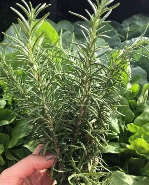 Alcohol de romero; quita la celulitis, várices, la gota y dolores musculares