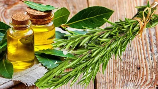 ¿Alguna vez has probado a combinar aceite de oliva, laurel y romero? El resultado es sorprendente
