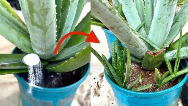 Aloe vera, echa una cucharadita: se multiplica al instante | Plántulas en abundancia