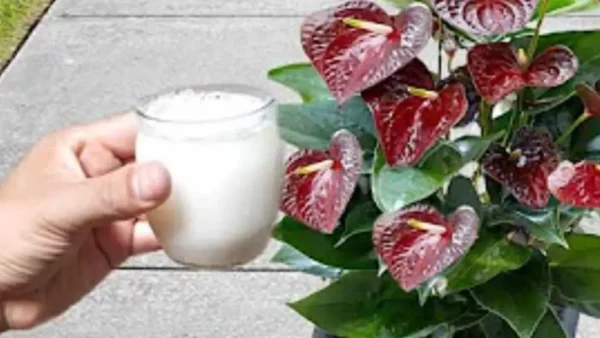 Anthurium, 1 cucharada es suficiente para que la floración explote fácilmente