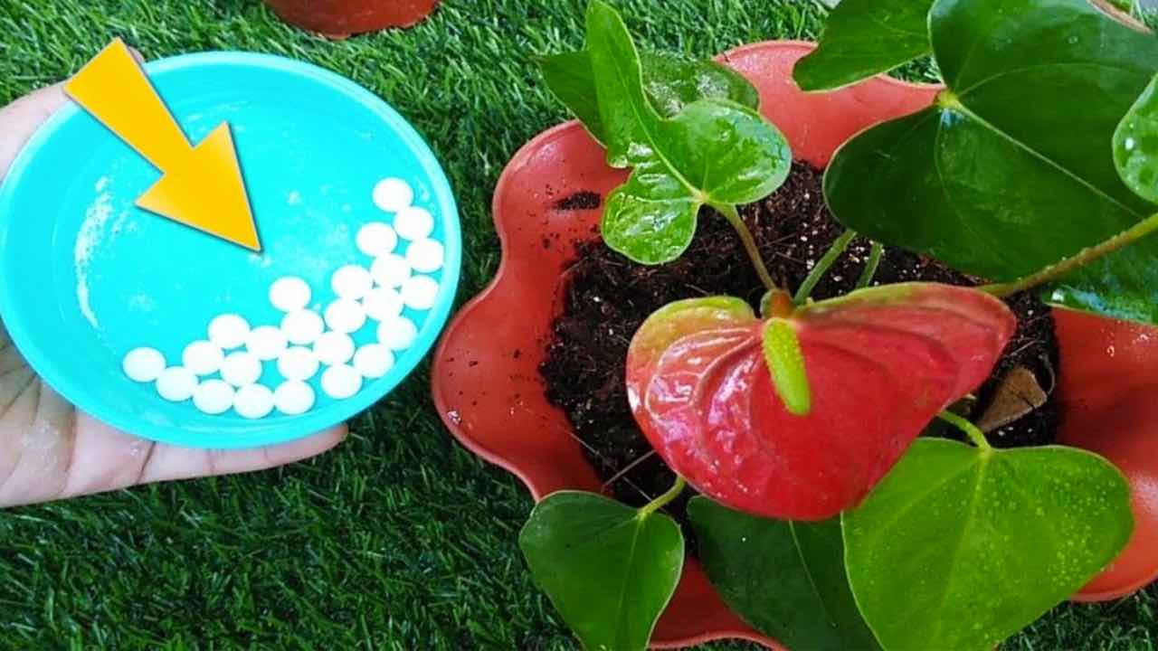 aspirina en las plantas
