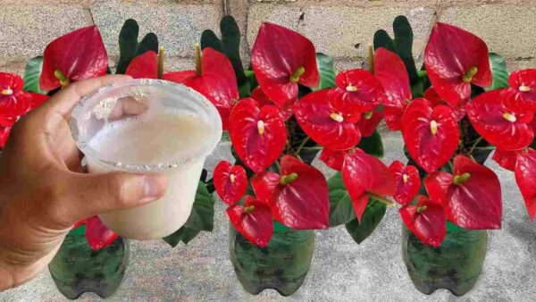 Anthurium, con este líquido las flores se multiplicarán en pocos días