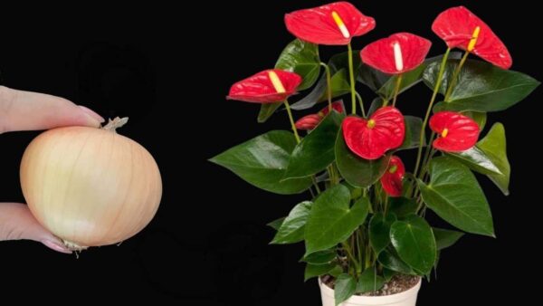 Anthurium, con este movimiento tu planta florecerá todo el año ininterrumpidamente