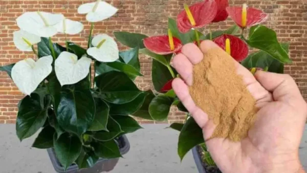 Anthurium, esta especia la hace florecer incansablemente: ¡distribúyela y verás el resultado!