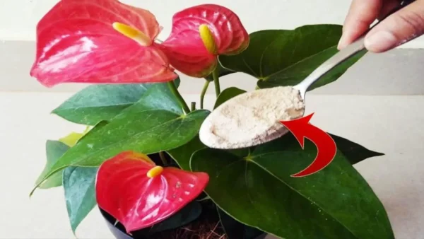 Anthurium, pon un puñado y florecerá en minutos