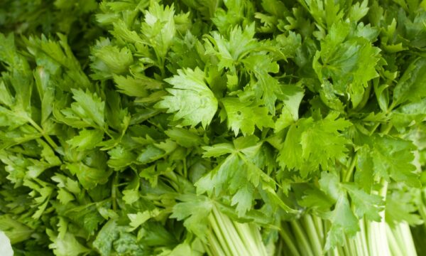 Apio – consejos sobre cómo cultivar apio