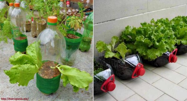 Aprende a cultivar 6 alimentos dentro de botellas de plástico teniendo poco espacio