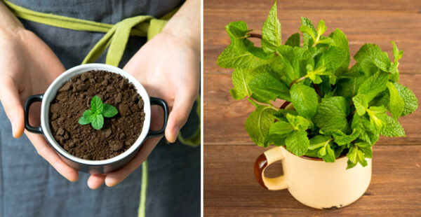 Aprende a sembrar hierbabuena en tu casa