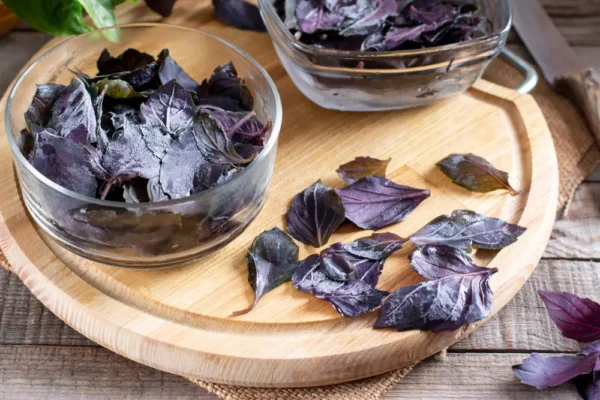 Aquí está el secreto para mantener la albahaca en un jarrón durante mucho tiempo y con muchas hojas.