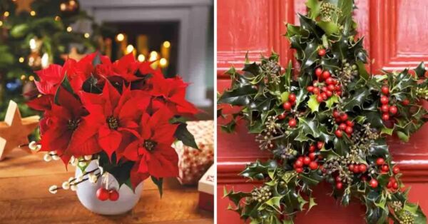 Aquí están las 8 plantas navideñas más hermosas para ofrecer y cultivar en casa durante la temporada navideña.
