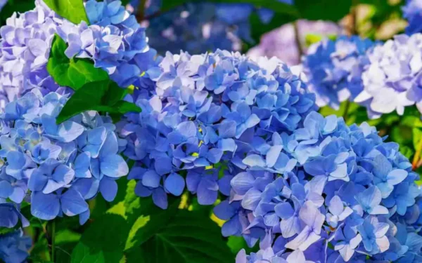 Aquí están las flores más fragantes de la historia: el ranking de viveros