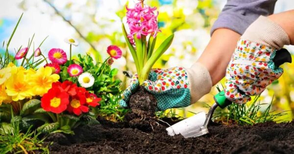 Aquí hay 4 plantas con flores para plantar en abril para decorar tu jardín o balcón.