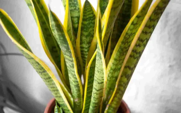 Aquí hay 6 plantas que requieren poca luz si tienes una casa con poca luz