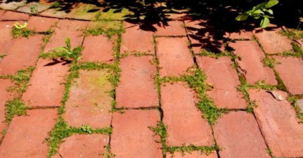 Aquí le mostramos cómo eliminar las malas hierbas de su jardín