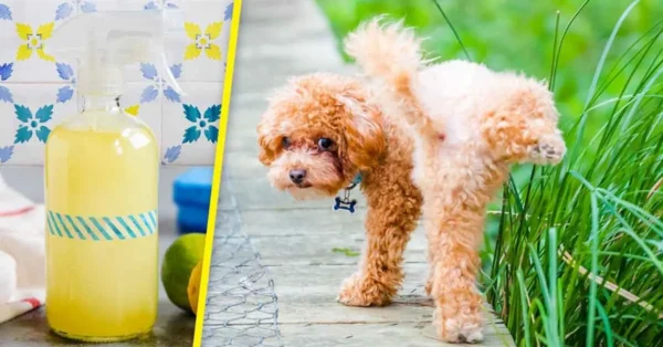 Aquí le mostramos cómo hacer repelente para evitar que los perros orinen en su acera o casa