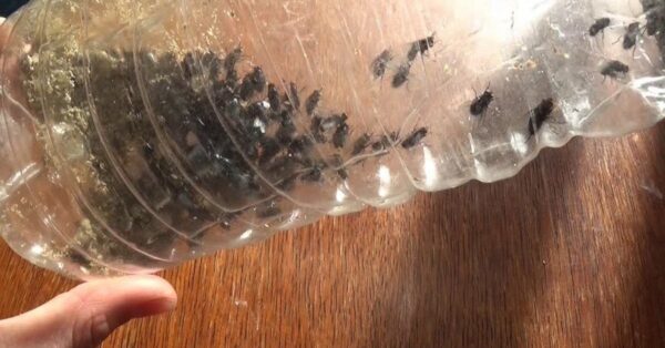 Aquí le mostramos cómo mantener a las moscas alejadas de su hogar, gracias a estos 10 consejos de madres ancianas.