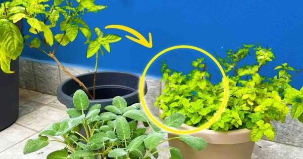 Aquí le mostramos cómo proteger sus plantas durante el invierno con 5 consejos efectivos