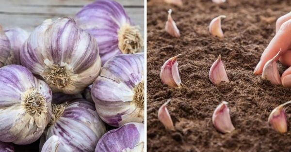 Aquí se explica cómo cultivar ajo en una maceta.