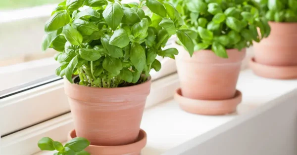 Aquí se explica cómo cultivar albahaca en casa y mantenerla el mayor tiempo posible.