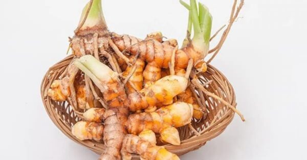 Aquí se explica cómo cultivar cúrcuma en casa.