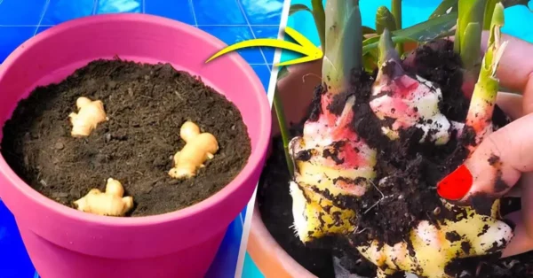 Aquí se explica cómo cultivar jengibre en casa para tenerlo sin fin.