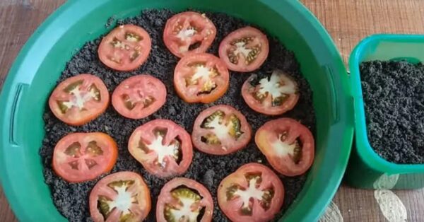 Aquí se explica cómo cultivar tomates en casa (paso a paso)
