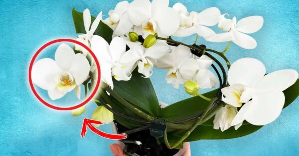 Aquí se explica cómo hacer que una orquídea florezca incluso en invierno.
