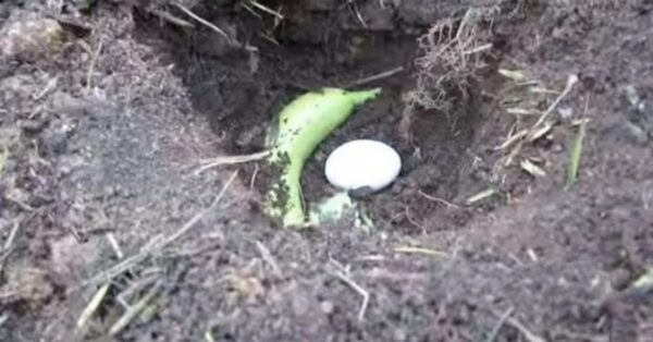 Aquí se explica cómo hacer un fertilizante natural.