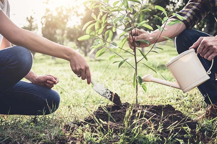 Aquí se explica cómo plantar correctamente un árbol frutal 3 riego