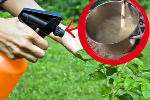 ¡Aquí te explicamos cómo hacer el insecticida más eficaz para nuestras plantas!