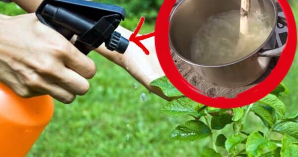 ¡Aquí te explicamos cómo hacer el insecticida más eficaz para nuestras plantas!