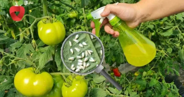Aquí te explicamos cómo prevenir de forma natural la aparición de pulgones y otras plagas en el jardín.