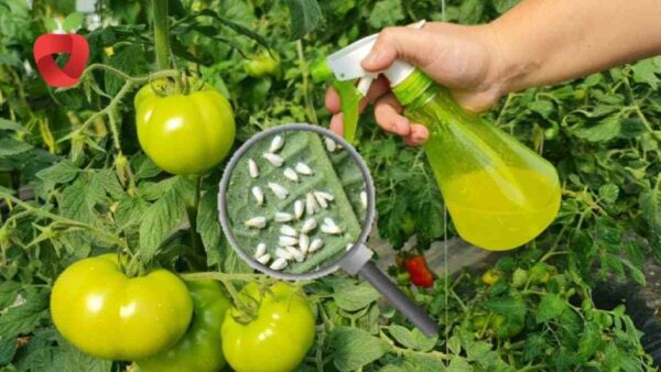 Aquí te explicamos cómo prevenir de forma natural la aparición de pulgones y otras plagas en el jardín.