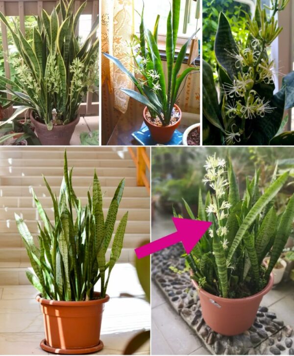 Aquí te mostramos cómo hacer que la lengua de suegra florezca para perfumar toda la casa.