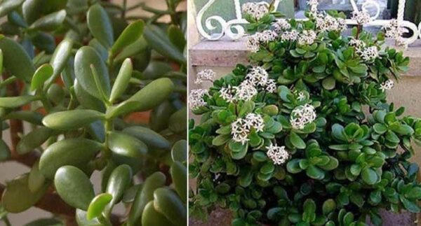 Aquí tienes 9 plantas para atraer la buena suerte, la energía positiva y la prosperidad a tu hogar