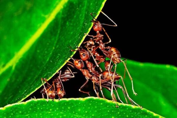 Aquí tienes un truco imparable para acabar con las hormigas de tu jardín.
