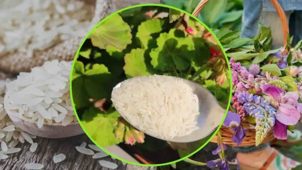 Arroz, pon una cucharada en las plantas: el truco del jardinero para hacerlas crecer rápido