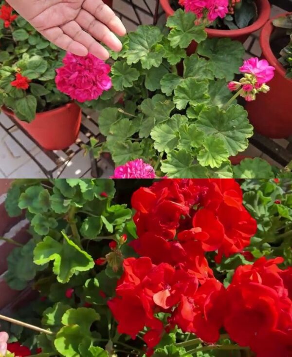 Así es como tener geranios llenos de flores: hay que regarlos así para tenerlos siempre frondosos