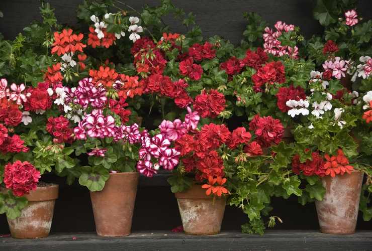 Geranios llenos de flores