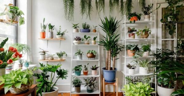 Así se comunican las plantas entre sí