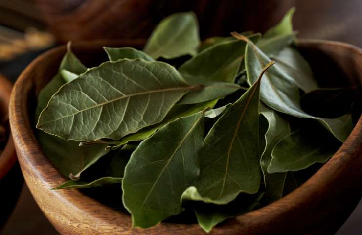 Propiedades del laurel