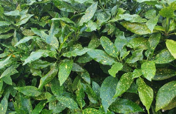 Propiedades del laurel